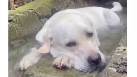 Look how cute this furry dog