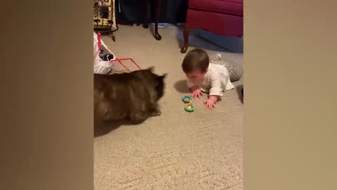 🤣 Funny Animals Pet kids Video