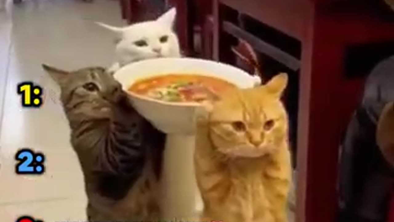 Cat Waiter Madness