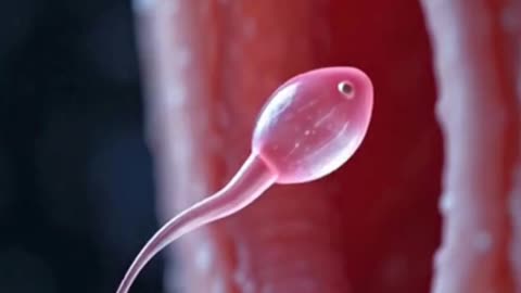 How Sperm Travels Inside the Female Body | 3D Medical Animation #SpermJourney #SpermTravel #shorts