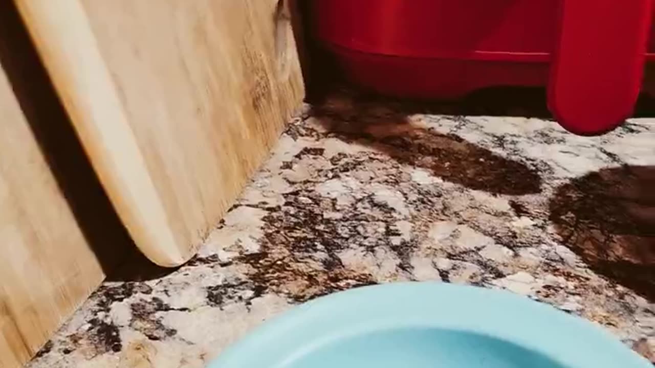 The Aroma of Tuna, Cat Alarm