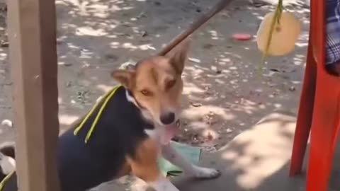 Petlover