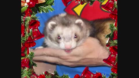 Singing Ferret at Christmas