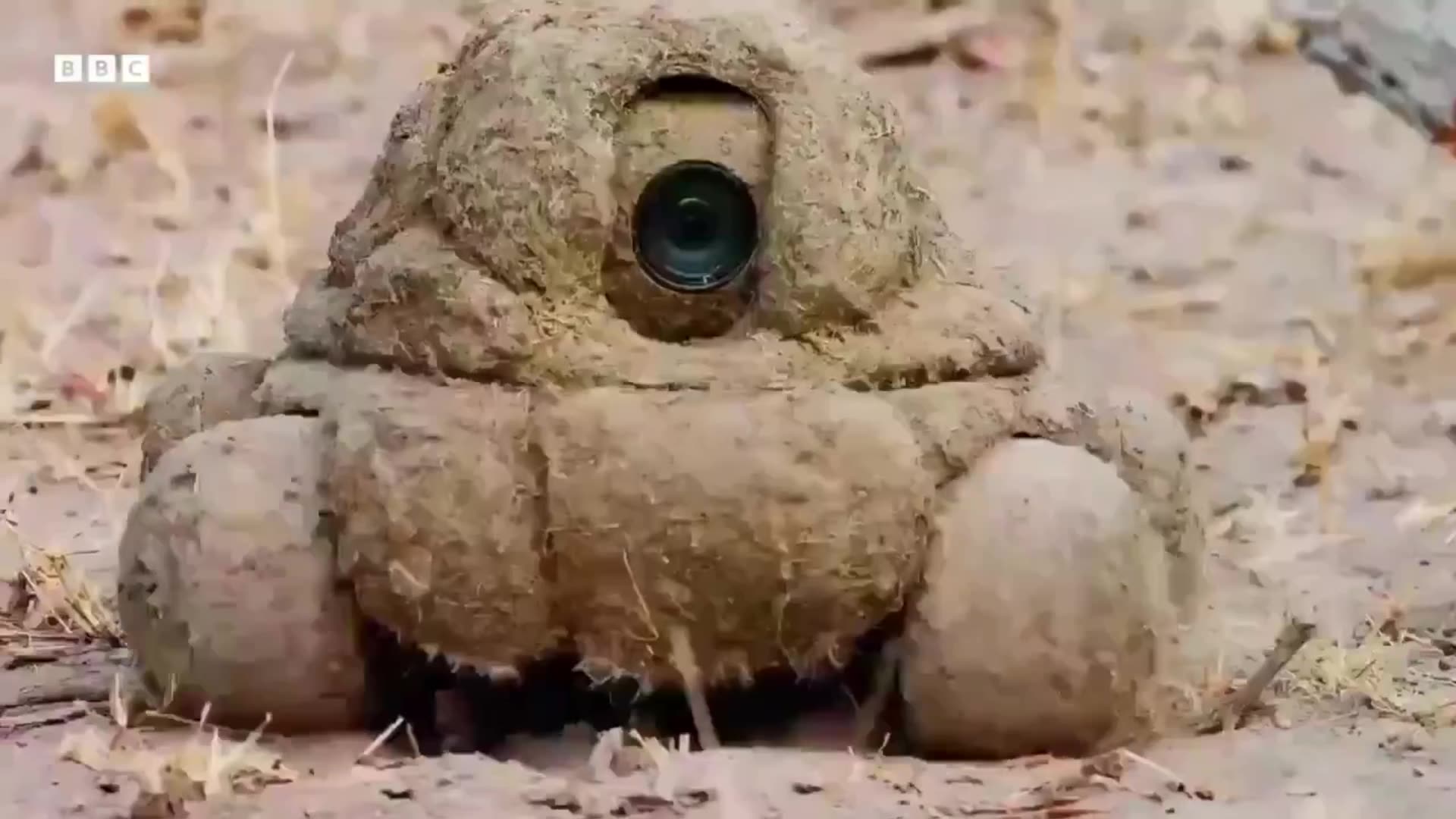The BBC uses robo-cameras disguised as dung heaps to film wildlife up close