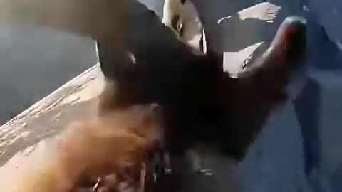 Mountain Goats have a tough life. Not much food or water up here.