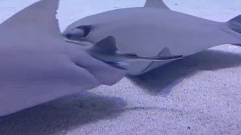 Sting Ray #stingray #georgiaaquarium