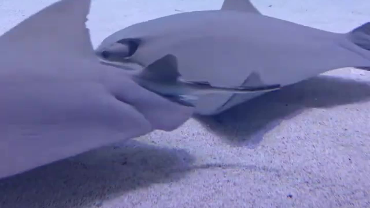 Sting Ray #stingray #georgiaaquarium