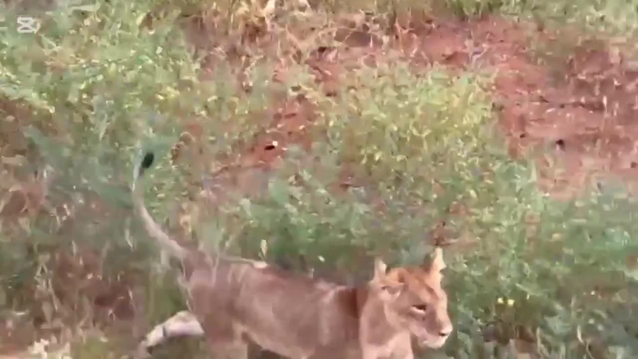 Tigers Vs Dog