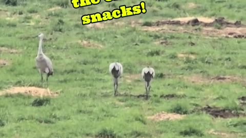 Lookout Duty: A Tough Job, But Someone Has To Do It