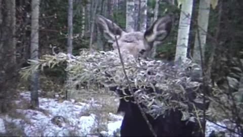 Did you get the joke ? ep# 25