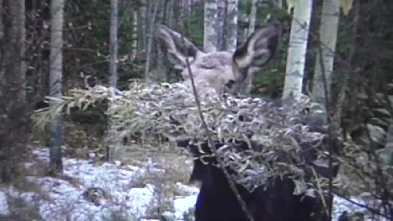 Did you get the joke ? ep# 25