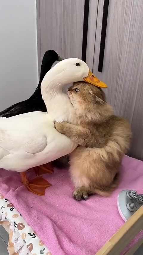 Funny Pet`s Love " 😝😜🤪