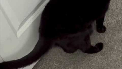 Cute Precious Piper Checks the Clean Office - My Adopted Shelter Cat Vlog #shorts