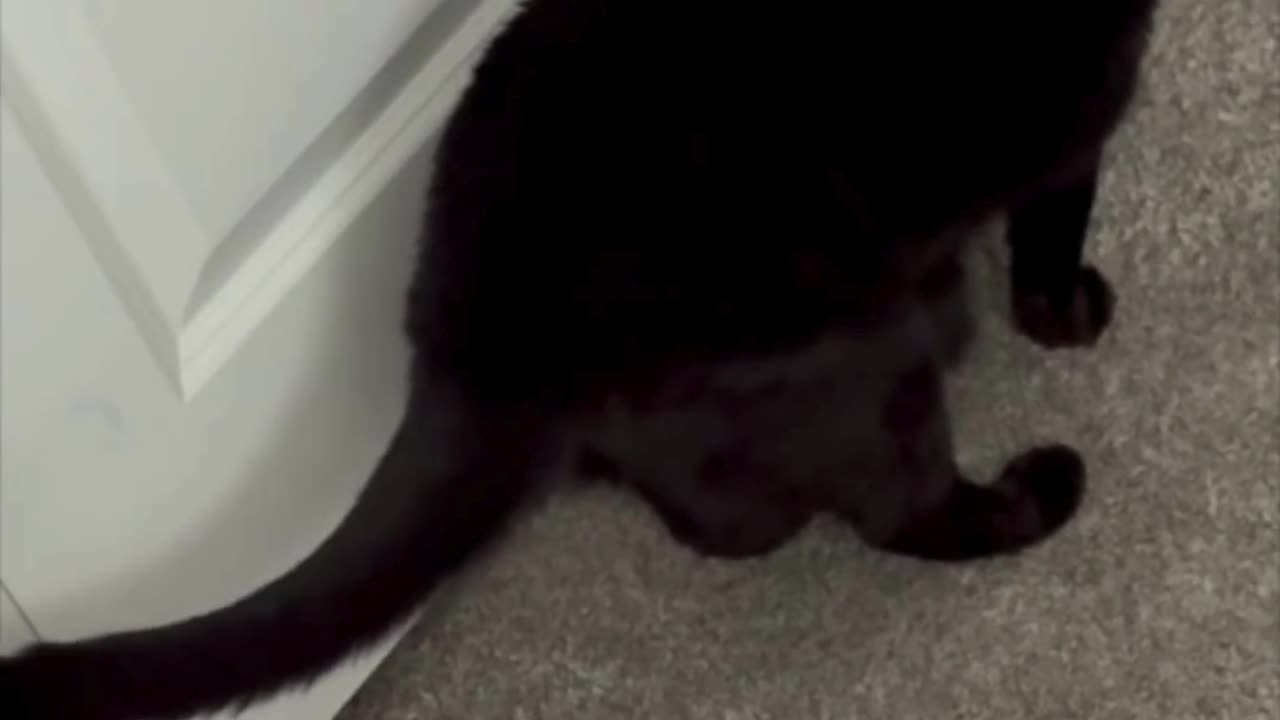 Cute Precious Piper Checks the Clean Office - My Adopted Shelter Cat Vlog #shorts