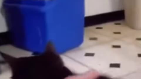 😼👹 Who Wants a Possessed Cat? Real Demonic Pet Footage | TheHauntingHour