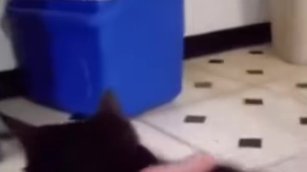 😼👹 Who Wants a Possessed Cat? Real Demonic Pet Footage | TheHauntingHour