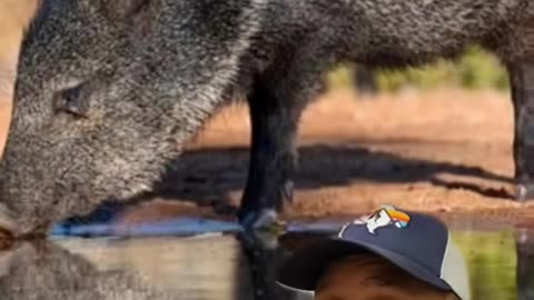 Javelina vs Feral Pigs