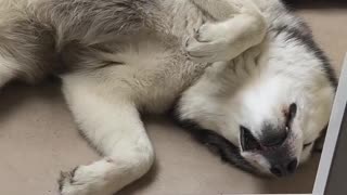 😊🐶 Simple Joys: Watch This Pup's Pure Happiness! | FunFM