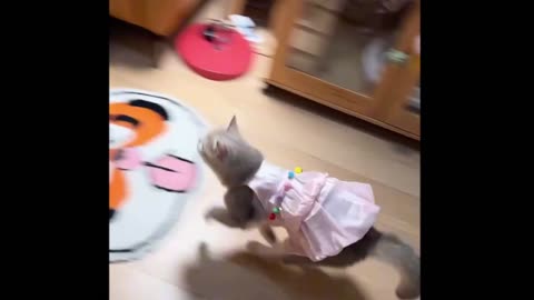 Funny cat play🤣