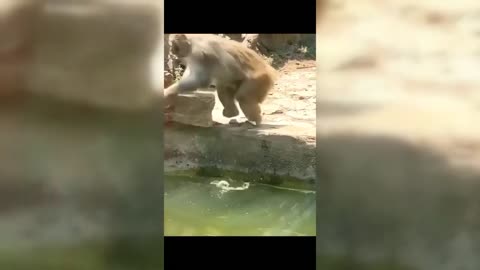 Funny Animal videos try not To laugh