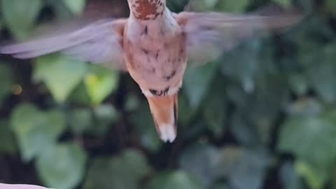 Hand Feeding An Allen's Hummingbird