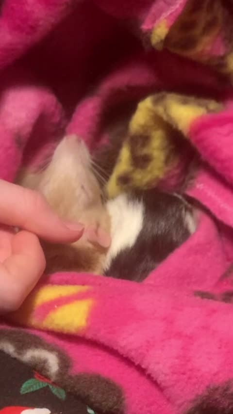 Fancy Rat Pouch Time (Enid Falls Asleep) 🥹