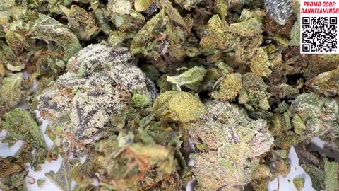 Bulk Wholesale QP of White Rhino from THCA SMALL BUDS! Dankin With the Flamingos Review!!