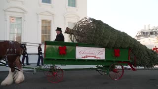🇺🇸 First Lady Melania Trump Welcomes The White House Christmas Tree 🎄 [LIVE]