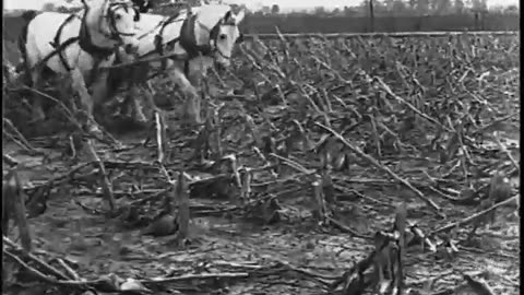 GROWING CORN IN SPITE OF THE BORER - GROWING CORN IN SPITE OF THE BORER - fc-fc-4015