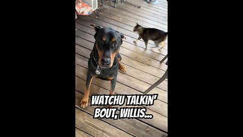 Doberman Live Highlight: Vader Sprints In for Treat Time 🐾😂 | November 29, 2025