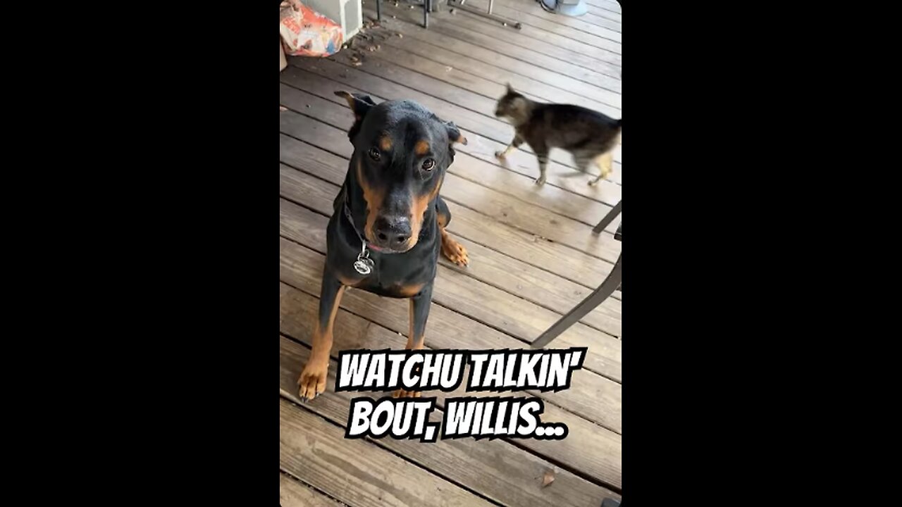 Doberman Live Highlight: Vader Sprints In for Treat Time 🐾😂 | November 29, 2025