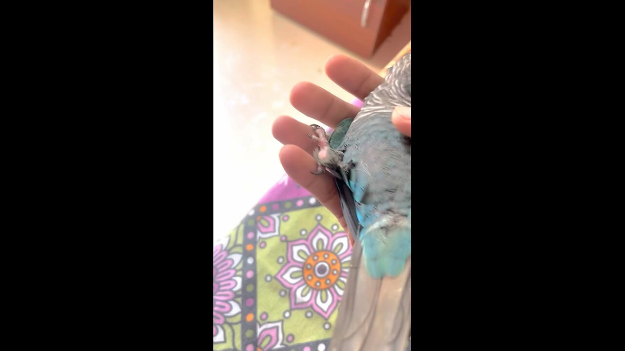 My bird craves physical affection