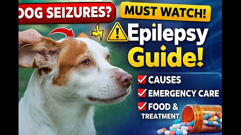 Dog Seizures & Epilepsy 🐶 | Causes, Emergency Care, Food & Vet Medicines
