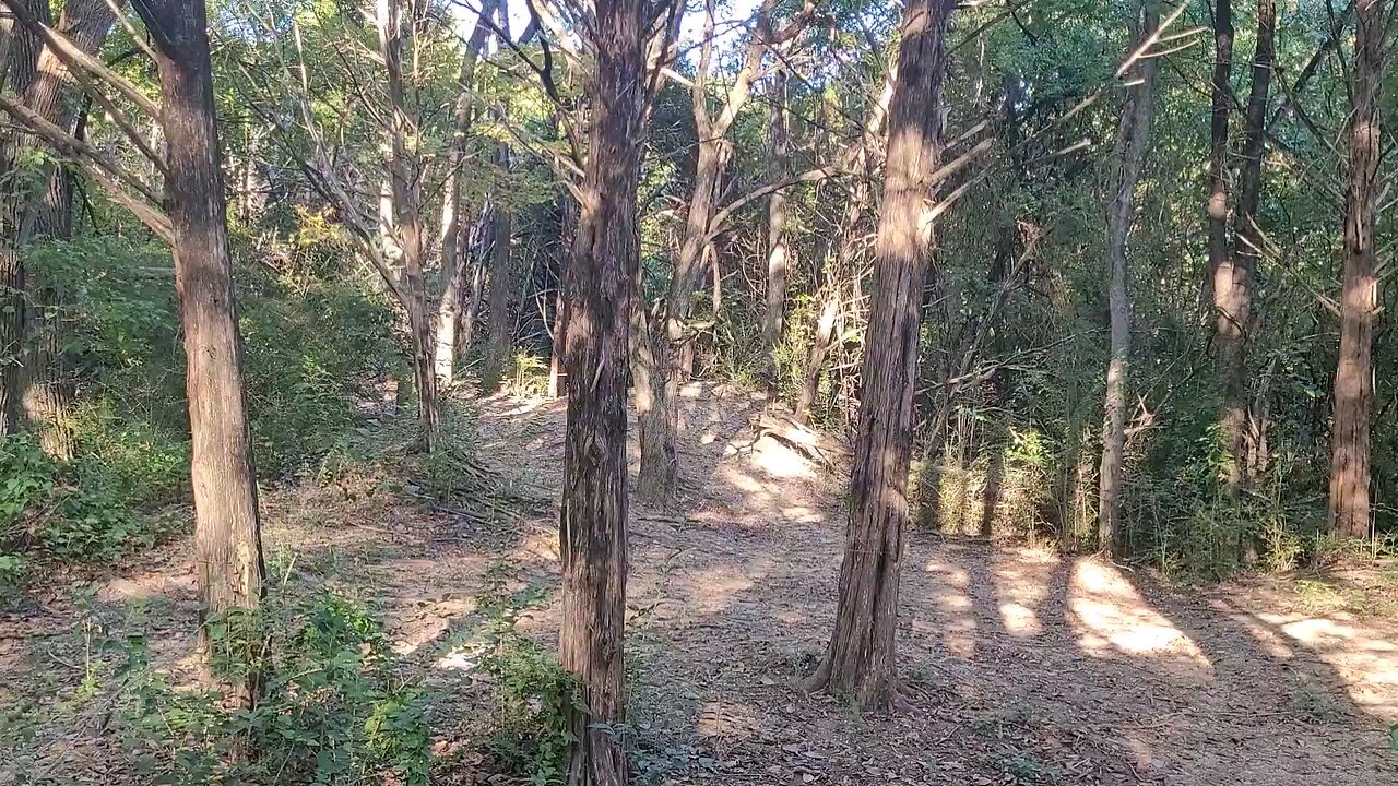 VÀO RỪNG MỖI SÁNG