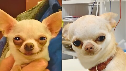 🤣 Funniest Animal Moments of 🐶🐱 | You’ll Laugh Till You Cry 😂 | Try Not To Laugh Challenge 🔥