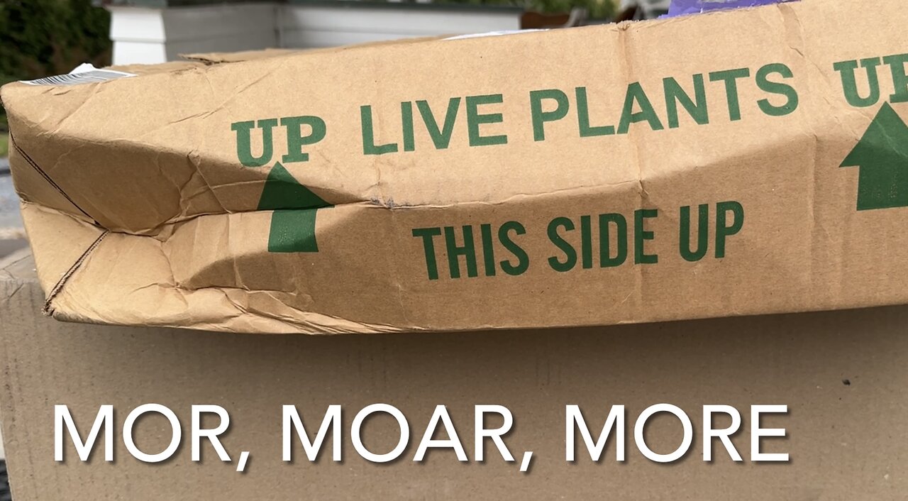 Mor, Moar, More