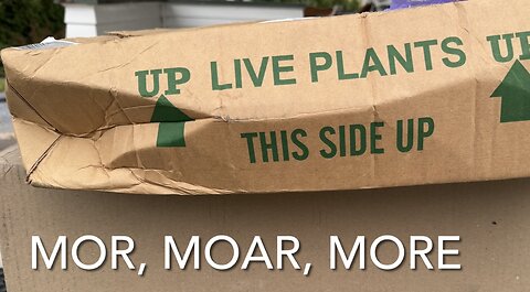 Mor, Moar, More