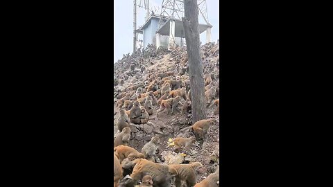 monkey whole group