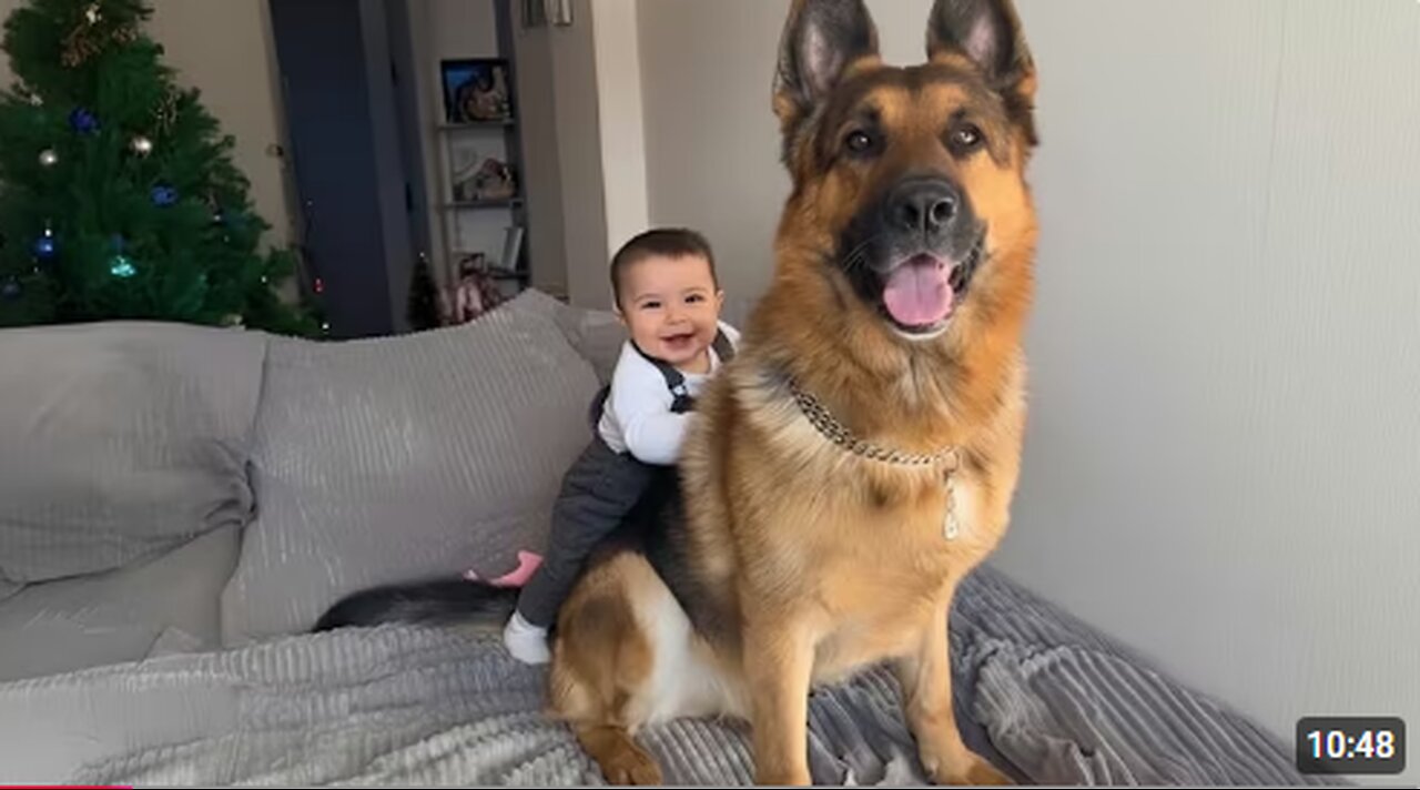 When Big Dogs Prove They're the Best Bodyguards ❤️