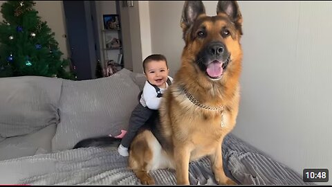 When Big Dogs Prove They're the Best Bodyguards ❤️