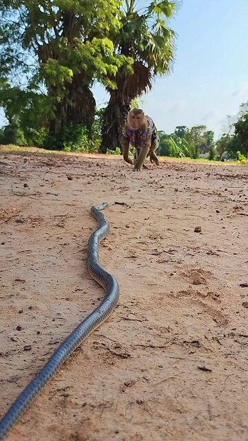 Lovely animal SokYaa, OG, Pao Mom Are Famous Around The World #shorts #anime #trend #edit