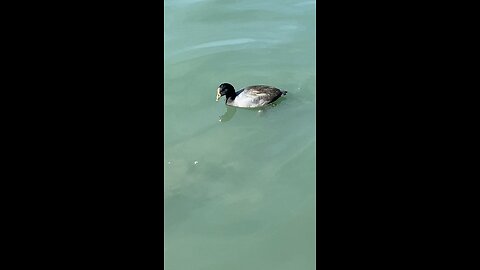 Coot #coot #swimming #shorts #viral #followme #trending