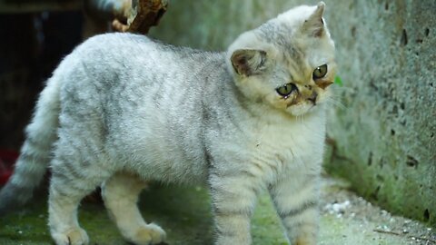 Cats Playing with Cloth