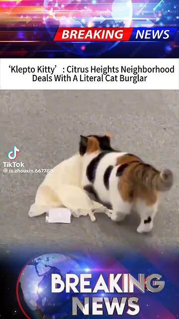 Klepto Kitty 😂