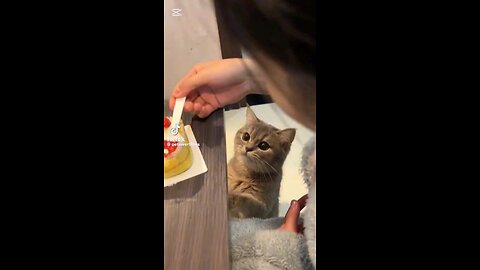hungry cats