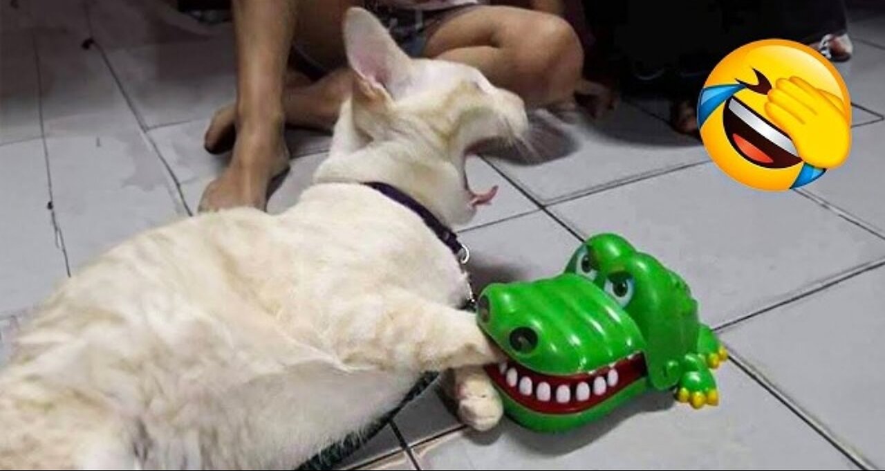 277 Hillarious Cats and Dogs Moment 2025. Try not to Laugh.🐶😻