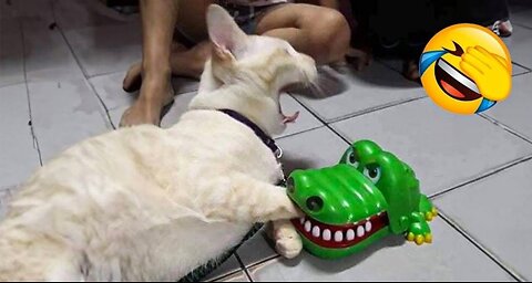 277 Hillarious Cats and Dogs Moment 2025. Try not to Laugh.🐶😻