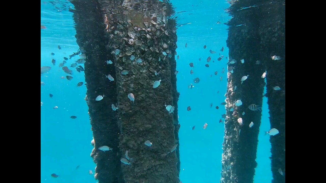 Snorkeling With Dan