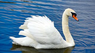 They're Eating the Swans?!