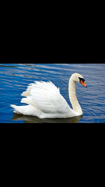 They're Eating the Swans?!